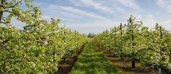 Arboriculteurs : aide à la rénovation des vergers