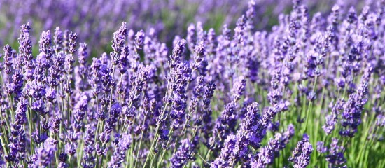 Filière lavandicole : aide aux producteurs d’huiles essentielles de lavande