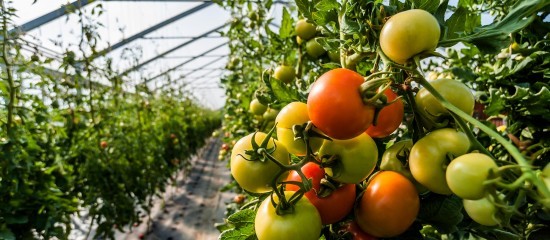 Maraîchers : la vente de légumes bio d’été sous serres chauffées à nouveau autorisée en hiver