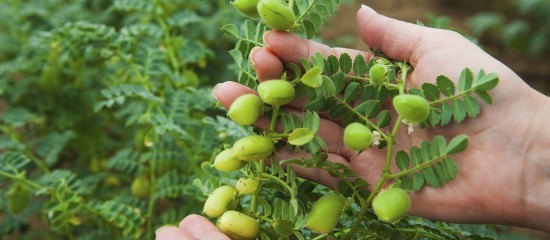 Culture de légumineuses : autorisation temporaire de certains produits