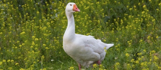 Aviculture : le risque de grippe ramené à « négligeable »
