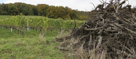 Viticulture : report de la date limite pour l’arrachage des vignes