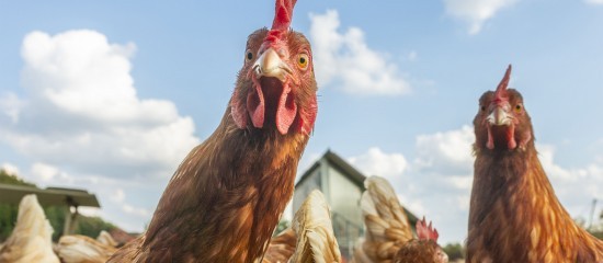 Aviculture : aide aux éleveurs de poules pondeuses affectés par la grippe aviaire