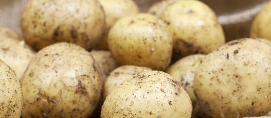 Producteurs de pommes de terre : déclarez vos surfaces !