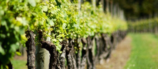 Viticulture : aide à l’arrachage de vignes mères de porte-greffes