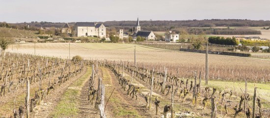 Viticulture : une amende pour les détenteurs de vignes en friche