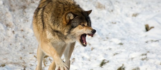 Élevages bovins et équins : tirs de défense des troupeaux contre les loups