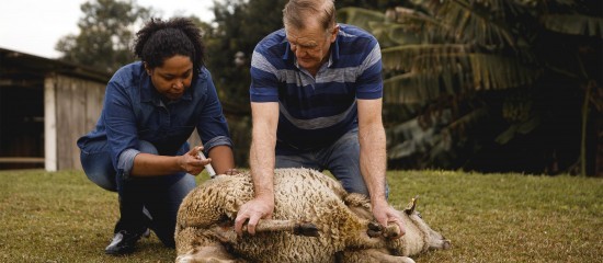 Élevages ovins et bovins : campagne de vaccination contre la FCO