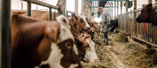 Élevage bovin : une nouvelle zone réglementée pour la DNC