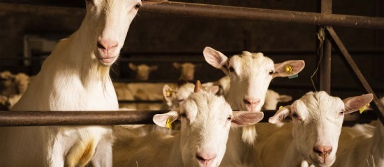 Élevages bovins, ovins et caprins : montant des aides Pac 2025