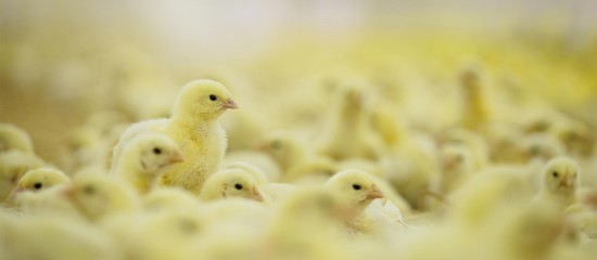 Élevage de poules pondeuses : financement de l’ovosexage