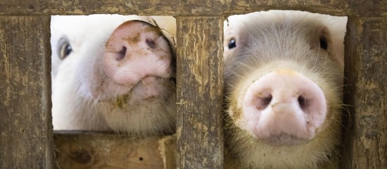 Élevage porcin : un accord France-Japon en cas de peste porcine africaine