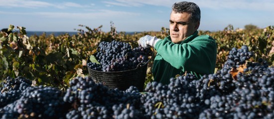 Viticulture : plus que quelques semaines pour la déclaration de récolte !