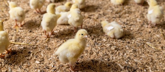 Aviculture : aide aux éleveurs impactés par la grippe aviaire