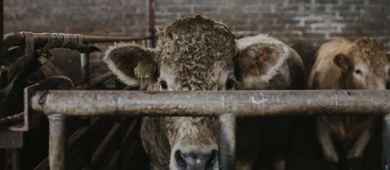Élevage bovin : abattage sélectif en cas de tuberculose bovine