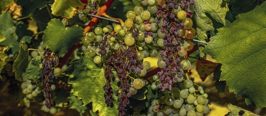 Viticulture : un plan national de sortie de crise