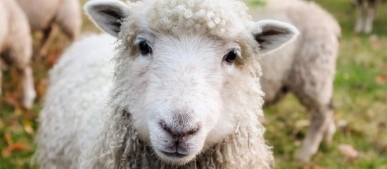 Élevages ovins et caprins : revalorisation du montant des aides 2025