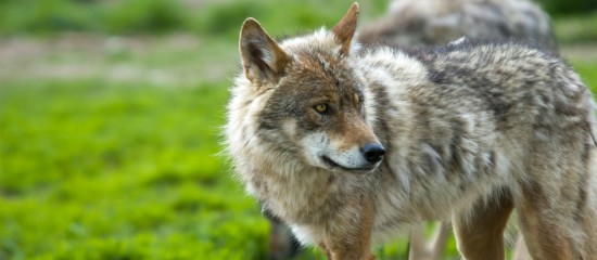 Élevages ovins et caprins : aide à la protection des troupeaux contre les prédateurs