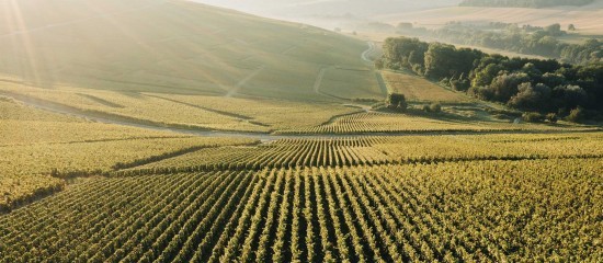 Viticulture : dispense d’affiliation à la MSA de certains bailleurs à métayage