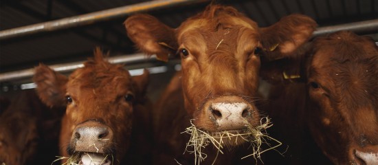 Elevage bovin : revalorisation des montants de l’aide 2025
