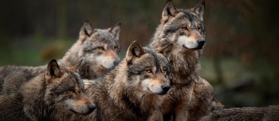 Élevage : assouplissement de la réglementation des tirs contre les loups
