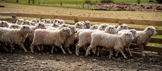 Élevages ovins et caprins : notification des mouvements d’animaux