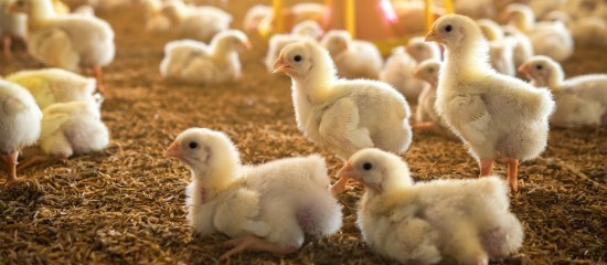 Aviculture : le niveau de risque de grippe aviaire retombe à « modéré »