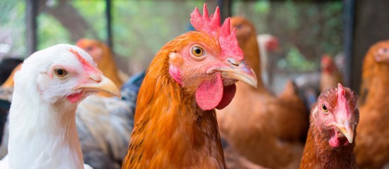 Aviculture : le risque de grippe aviaire abaissé à « négligeable »