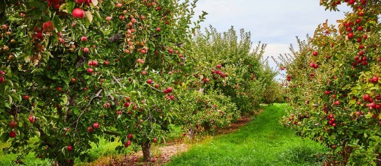 Arboriculture : aide à la rénovation des vergers