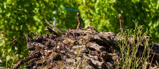 Viticulture : aide à l’arrachage définitif de vignes