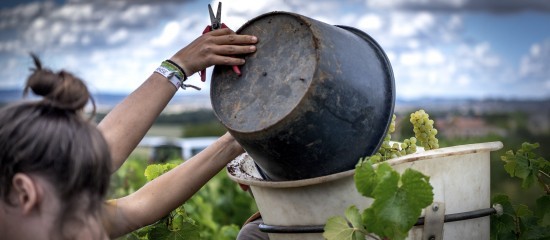Viticulture : hébergement des saisonniers sous tente
