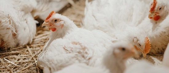 Aviculture : une aide pour les entreprises d’accouvage impactées par la grippe aviaire