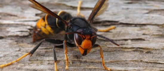 Apiculture : un plan national de lutte contre le frelon asiatique