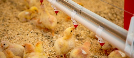 Aviculture : indemnisation des éleveurs impactés par la grippe aviaire