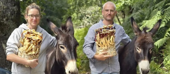 Villa Hélène mise sur les champignons exotiques