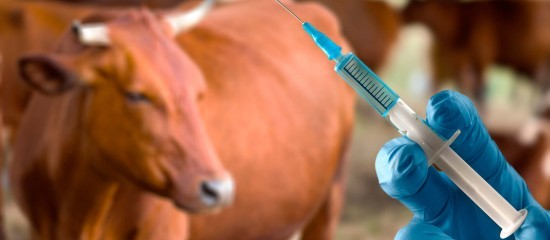 Elevage bovin : mesures de lutte contre la dermatose nodulaire contagieuse