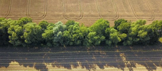 Destruction de haies : la nouvelle procédure à suivre