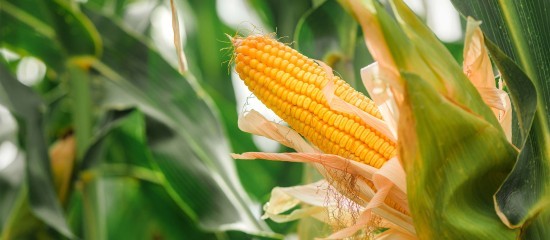 Cultures agricoles : dérogation à l’obligation d’implanter un couvert végétal